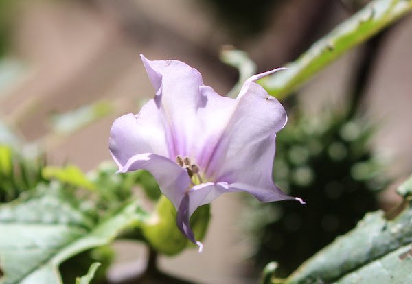 Csattanó maszlag (Datura stramonium) tölcsérformájú virága.