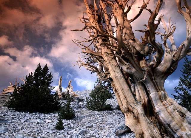 A Matuzsálem kortársai