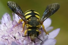 Mi marad a bevásárlókosárban, ha eltűnnek a beporzók?